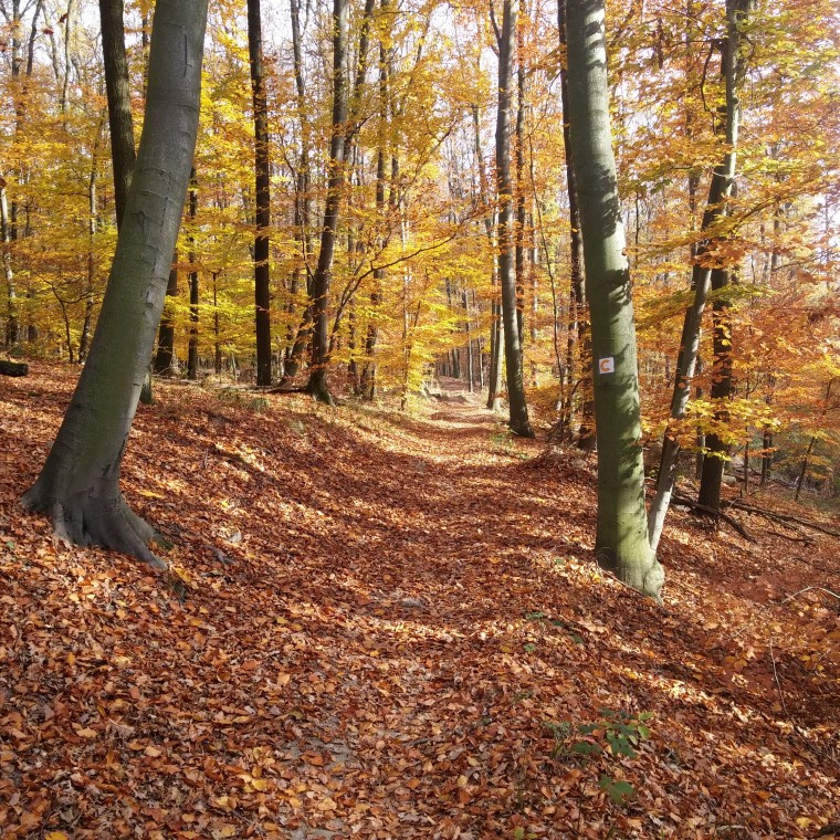 20151106_124038